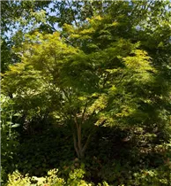 Acer palmatum 'Seiryu' - Fächerahorn 'Seiryu' Acer palmatum 'Seiryu' - Fächerahorn 'Seiryu'