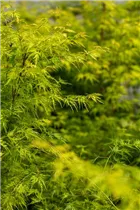 Acer palmatum 'Seiryu' - Fächerahorn 'Seiryu' Acer palmatum 'Seiryu' - Fächerahorn 'Seiryu'