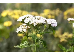 Achillea millefolium 'Apfelblüte' - Schafgarbe 'Apfelblüte' Achillea millefolium 'Apfelblüte' - Schafgarbe 'Apfelblüte'