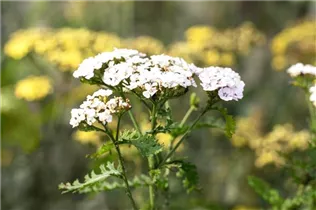Achillea millefolium 'Apfelblüte' - Schafgarbe 'Apfelblüte' Achillea millefolium 'Apfelblüte' - Schafgarbe 'Apfelblüte'
