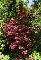 Acer palmatum 'Sumi-nagashi' - Fächerahorn 'Sumi-nagashi' Acer palmatum 'Sumi-nagashi' - Fächerahorn 'Sumi-nagashi'