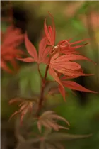 Acer palmatum 'Shaina' - Fächerahorn 'Shaina'
