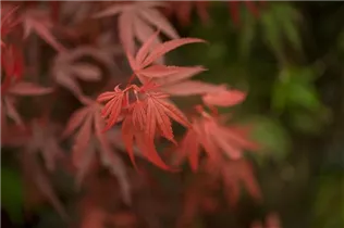 Acer palmatum 'Shaina' - Fächerahorn 'Shaina'