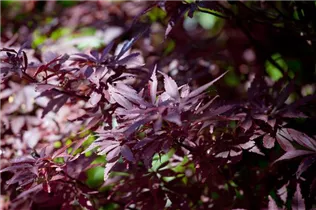 Acer palmatum 'Shaina' - Fächerahorn 'Shaina'