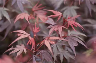 Acer palmatum 'Shaina' - Fächerahorn 'Shaina'