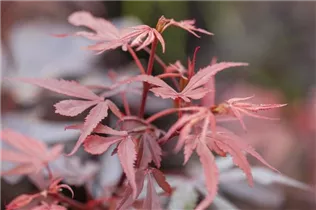 Acer palmatum 'Shaina' - Fächerahorn 'Shaina'