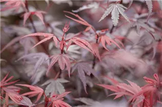 Acer palmatum 'Shaina' - Fächerahorn 'Shaina'
