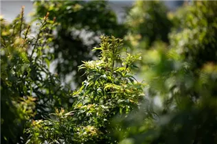 Acer palmatum 'Sharp´s Pygmy' - Fächerahorn 'Sharp´s Pygmy' Acer palmatum 'Sharp´s Pygmy' - Fächerahorn 'Sharp´s Pygmy'