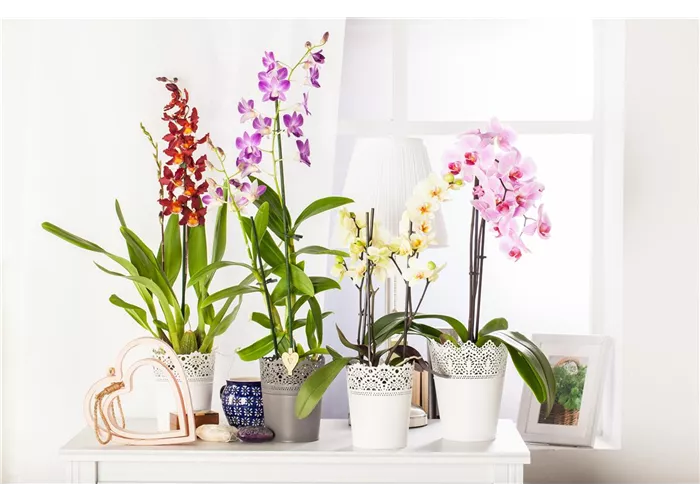 Orchideen Orchideen