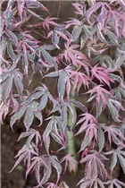 Acer palmatum 'Shirazz' - Japanischer Ahorn 'Shirazz' Acer palmatum 'Shirazz' - Japanischer Ahorn 'Shirazz'