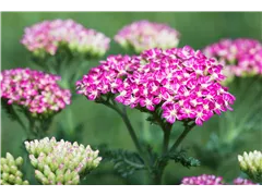 Achillea millefolium 'Cerise Queen' - Schafgarbe 'Cerise Queen' Achillea millefolium 'Cerise Queen' - Schafgarbe 'Cerise Queen'