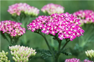 Achillea millefolium 'Cerise Queen' - Schafgarbe 'Cerise Queen' Achillea millefolium 'Cerise Queen' - Schafgarbe 'Cerise Queen'
