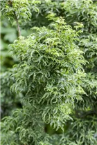 Acer palmatum 'Shishigashira' - Fächerahorn 'Shishigashira'