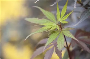 Acer palmatum 'Skeeter´s Broom' - Fächerahorn 'Skeeter's Broom' Acer palmatum 'Skeeter´s Broom' - Fächerahorn 'Skeeter's Broom'