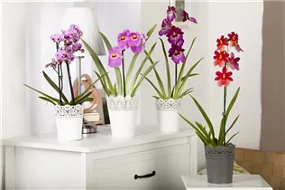 Cambria 'Nelly Isler' - Cambria-Orchidee 'Nelly Isler' Cambria 'Nelly Isler' - Cambria-Orchidee 'Nelly Isler'