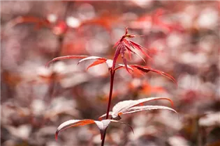 Acer palmatum 'Skeeter´s Broom' - Fächerahorn 'Skeeter's Broom' Acer palmatum 'Skeeter´s Broom' - Fächerahorn 'Skeeter's Broom'
