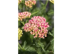 Achillea millefolium 'Desert Eve' - Schafgarbe 'Desert Eve' Achillea millefolium 'Desert Eve' - Schafgarbe 'Desert Eve'