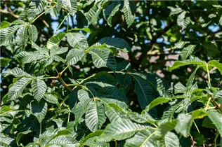 Aesculus parviflora - Strauchkastanie