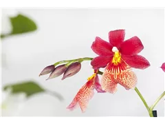 Cambria 'Nelly Isler' - Cambria-Orchidee 'Nelly Isler' Cambria 'Nelly Isler' - Cambria-Orchidee 'Nelly Isler'