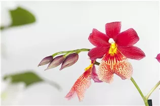 Cambria 'Nelly Isler' - Cambria-Orchidee 'Nelly Isler' Cambria 'Nelly Isler' - Cambria-Orchidee 'Nelly Isler'