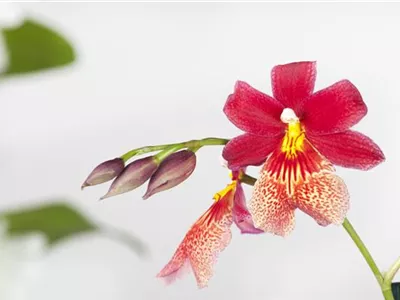 Cambria 'Nelly Isler' - Cambria-Orchidee 'Nelly Isler' Cambria 'Nelly Isler' - Cambria-Orchidee 'Nelly Isler'