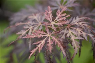 Acer palmatum 'Tamukeyama' - Fächerahorn 'Tamukeyama'