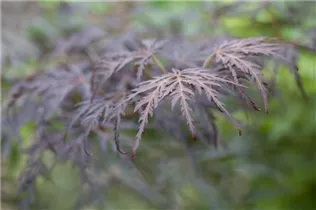 Acer palmatum 'Tamukeyama' - Fächerahorn 'Tamukeyama'