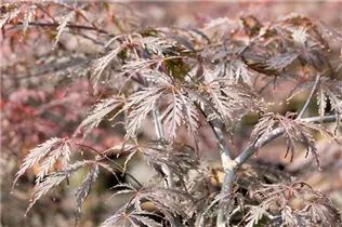 Acer palmatum 'Tamukeyama' - Fächerahorn 'Tamukeyama'