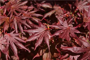Acer palmatum 'Trompenburg' - Fächerahorn 'Trompenburg'