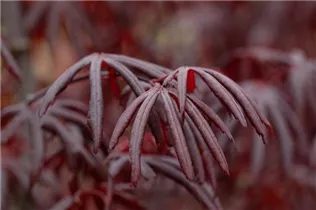 Acer palmatum 'Trompenburg' - Fächerahorn 'Trompenburg'