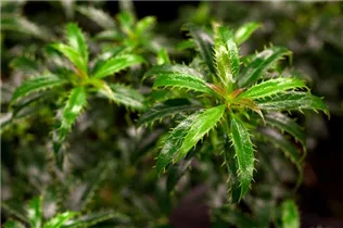 Ilex aquifolium 'Heckenzwerg'®(s) - Stechpalme 'Heckenzwerg'®(s)