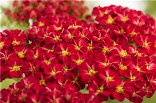 Achillea millefolium 'Kirschkönigin' - Schafgarbe 'Kirschkönigin' Achillea millefolium 'Kirschkönigin' - Schafgarbe 'Kirschkönigin'