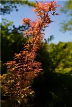 Acer palmatum 'Wilson´s Pink Dwarf' - Fächerahorn 'Wilson´s Pink Dwarf'