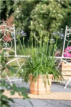 Agapanthus africanus 'Atlantic Ocean' - Garten-Schmucklilie 'Atlantic Ocean'