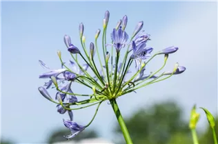 Agapanthus africanus 'Atlantic Ocean' - Garten-Schmucklilie 'Atlantic Ocean'