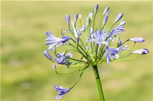 Agapanthus africanus 'Atlantic Ocean' - Garten-Schmucklilie 'Atlantic Ocean'