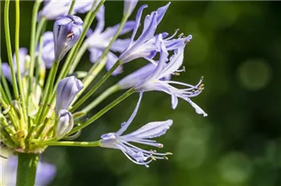 Agapanthus africanus 'Atlantic Ocean' - Garten-Schmucklilie 'Atlantic Ocean'