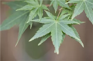 Acer palmatum 'Winter Flame' - Fächerahorn 'Winter Flame' Acer palmatum 'Winter Flame' - Fächerahorn 'Winter Flame'