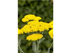Achillea millefolium 'Little Moonshine' - Scharfgabe 'Little Moonshine' Achillea millefolium 'Little Moonshine' - Scharfgabe 'Little Moonshine'