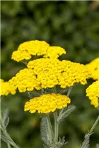 Achillea millefolium 'Little Moonshine' - Scharfgabe 'Little Moonshine' Achillea millefolium 'Little Moonshine' - Scharfgabe 'Little Moonshine'