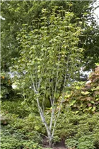 Acer pensylvanicum - Amerikanischer Streifenahorn