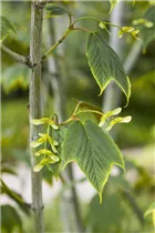 Acer pensylvanicum - Amerikanischer Streifenahorn