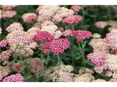 Achillea millefolium 'Paprika' - Schafgarbe 'Paprika' Achillea millefolium 'Paprika' - Schafgarbe 'Paprika'