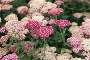 Achillea millefolium 'Paprika' - Schafgarbe 'Paprika'