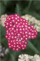 Achillea millefolium 'Paprika' - Schafgarbe 'Paprika'