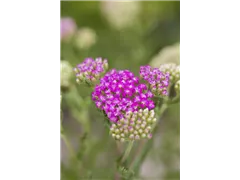 Achillea millefolium 'Pink Grapefruit' - Schafgarbe 'Pink Grapefruit' Achillea millefolium 'Pink Grapefruit' - Schafgarbe 'Pink Grapefruit'