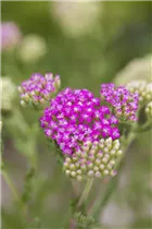 Achillea millefolium 'Pink Grapefruit' - Schafgarbe 'Pink Grapefruit' Achillea millefolium 'Pink Grapefruit' - Schafgarbe 'Pink Grapefruit'
