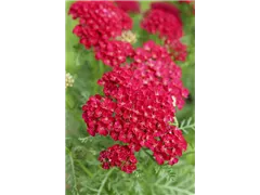 Achillea millefolium 'Pomegranate'® - Schafgarbe 'Pomegranate'® Achillea millefolium 'Pomegranate'® - Schafgarbe 'Pomegranate'®