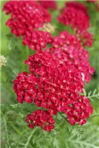 Achillea millefolium 'Pomegranate'® - Schafgarbe 'Pomegranate'® Achillea millefolium 'Pomegranate'® - Schafgarbe 'Pomegranate'®