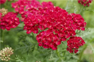 Achillea millefolium 'Pomegranate'® - Schafgarbe 'Pomegranate'® Achillea millefolium 'Pomegranate'® - Schafgarbe 'Pomegranate'®